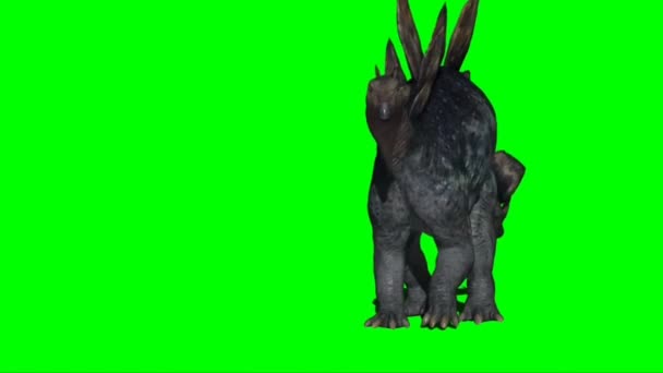 Stegosaurus Attacking Green Screen — Stock Video