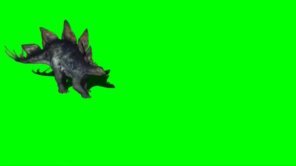 Stegosaurus Wandelen Groen Scherm — Stockvideo