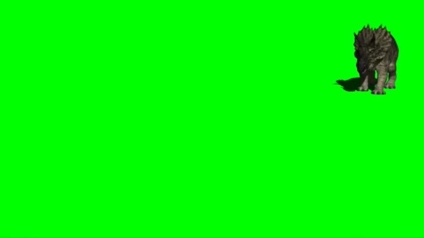 Triceratops Attacking Green Screen — Stock Video