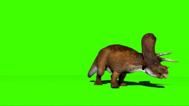 Трицератопс Зеленом Экране — стоковое видео