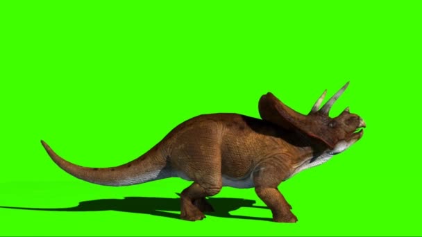 Tricératops Regardant Sur Écran Vert — Video