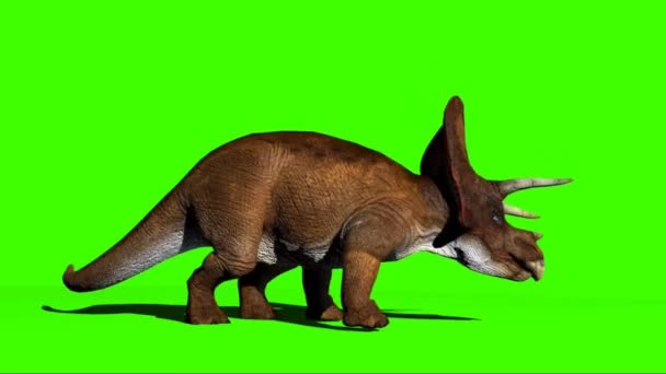 Triceratops Looking Green Screen — Stock Video
