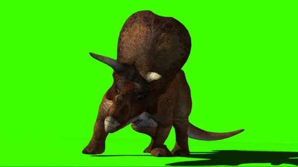Triceratops Looking Green Screen — Αρχείο Βίντεο