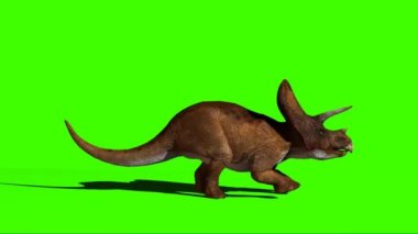 Triceratops Running on Green Screen