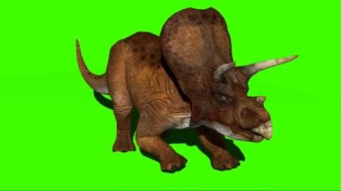 Triceratops Running on Green Screen