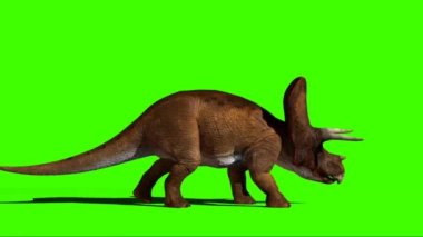 Triceratops Walking on Green Screen