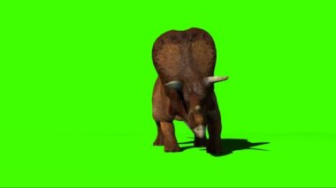 Triceratops Walking on Green Screen
