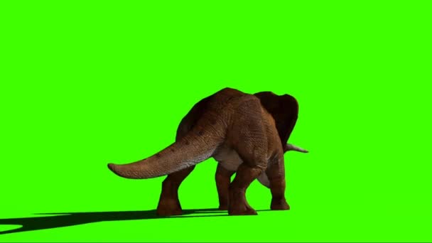 Triceratops Caminando Pantalla Verde — Vídeo de stock