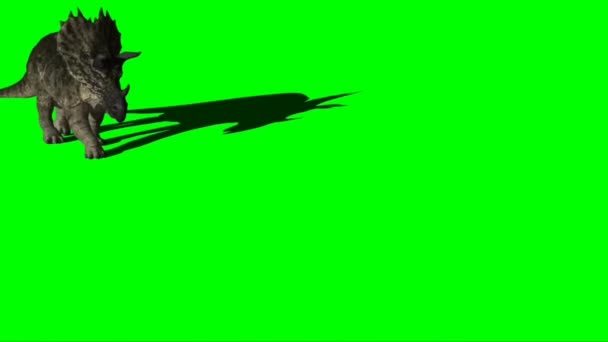 Трицератопсы Шагают Зеленому Экрану — стоковое видео