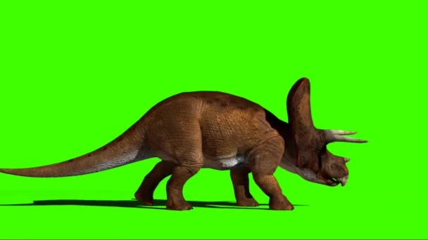 Triceratops Walking Green Screen — Stockvideo