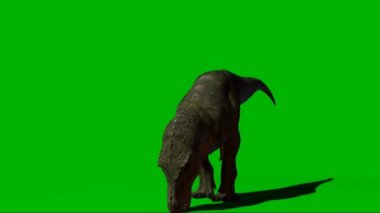 Tyrannosaurus rex Eating on Green Screen