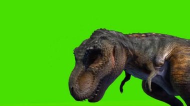 Tyrannosaurus rex Looking on Green Screen