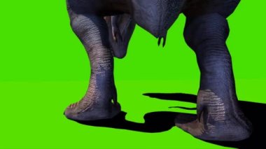 Tyrannosaurus rex Looking on Green Screen