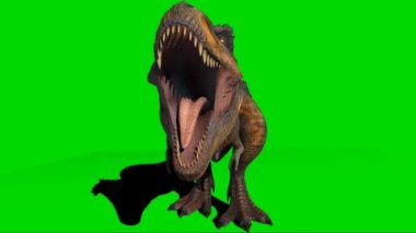 Tyrannosaurus rex Yeşil Ekran 'da kükrüyor