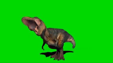 Tyrannosaurus rex Yeşil Ekran 'da kükrüyor