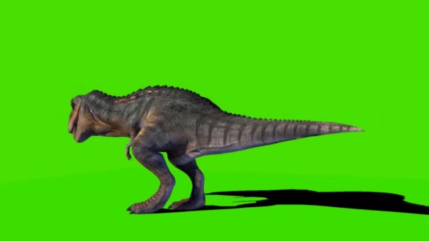 Tyrannosaurus Rex Kijken Groen Scherm — Stockvideo