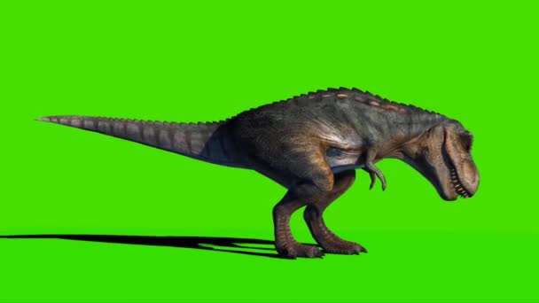 Tyrannosaurus Rex Looking Green Screen — Vídeo de stock