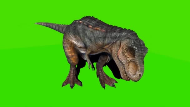 Tyrannosaurus Rex Looking Green Screen — Stockvideo