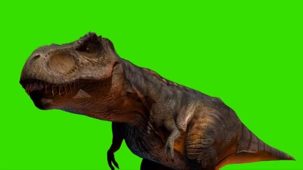 Tyranozaur Rex Patrząc Zielony Ekran — Wideo stockowe