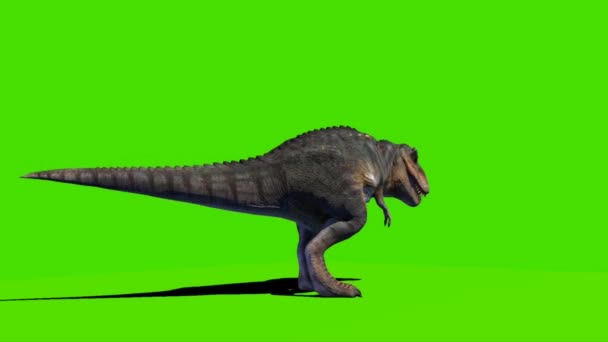 Tyrannosaurus Rex Mirando Pantalla Verde — Vídeos de Stock