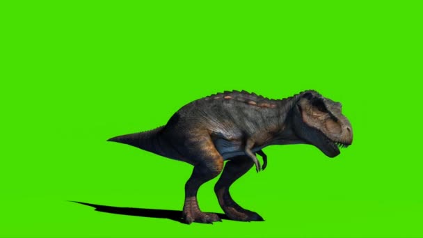Tyrannosaurus Rex Regardant Sur Écran Vert — Video