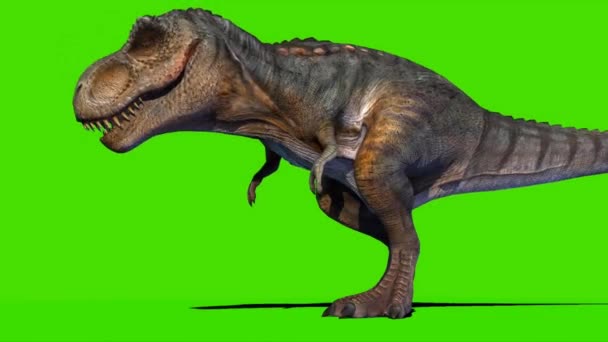 Tyrannosaurus Rex Looking Green Screen — Vídeo de Stock