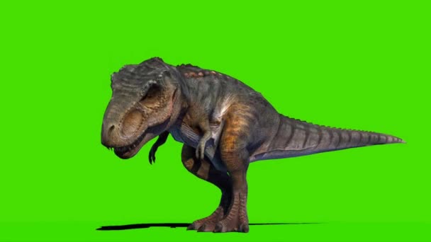 Tyrannosaurus Rex Looking Green Screen — Stockvideo