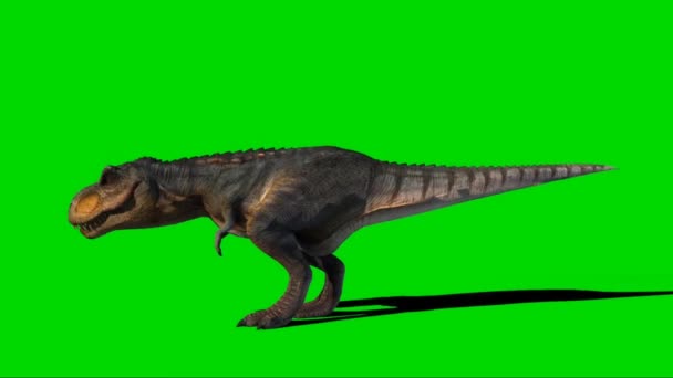 Tyrannosaurus Rex Yeşil Ekran Kükrüyor — Stok video