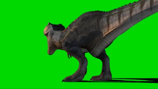 Tyrannosaurus Rex Rugissant Sur Écran Vert — Video