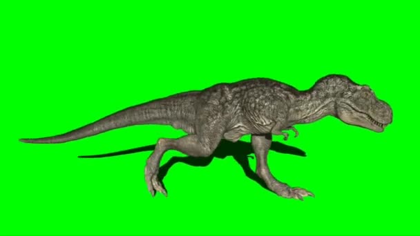 Tyrannosaurus Rex Λειτουργεί Πράσινη Οθόνη — Αρχείο Βίντεο