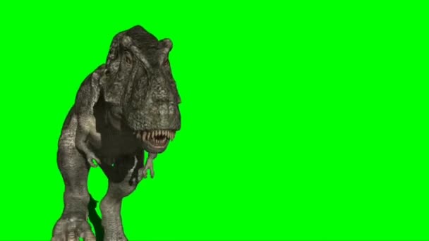 Tyrannosaurus Rex Draait Groen Scherm — Stockvideo