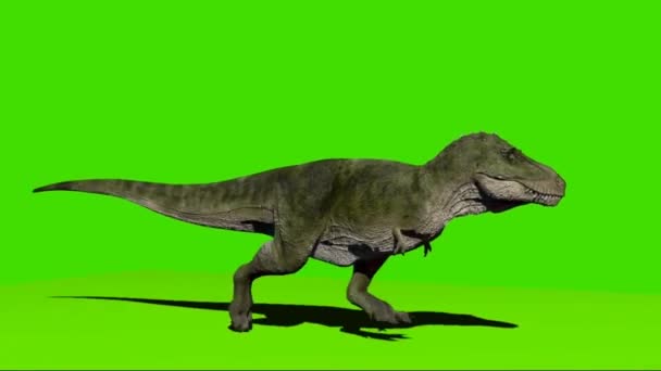 Tyrannosaurus Rex Ejecuta Pantalla Verde — Vídeos de Stock