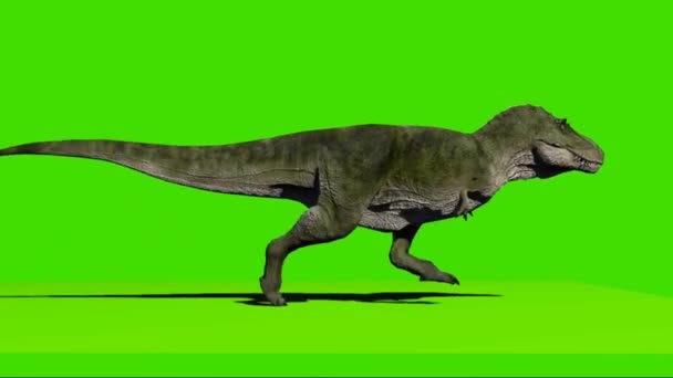 Tyrannosaurus T-Rex Run Green Screen 3D , Stock Video