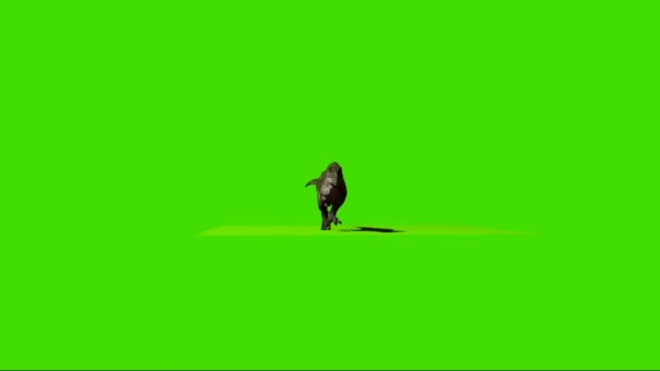 Tyrannyrus Rex Running Green Screen — стоковое видео