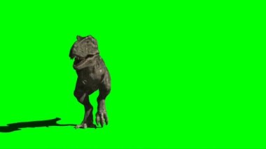 Tyrannosaurus rex Yeşil Ekranda Yürüyor