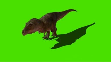 Tyrannosaurus rex Yeşil Ekranda Yürüyor