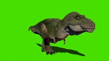 Tyrannosaurus rex Yeşil Ekranda Yürüyor