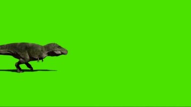 Tyrannosaurus rex Yeşil Ekranda Yürüyor