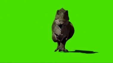 Tyrannosaurus rex Yeşil Ekranda Yürüyor