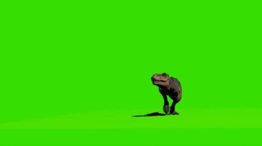 Tyrannosaurus rex Yeşil Ekranda Yürüyor