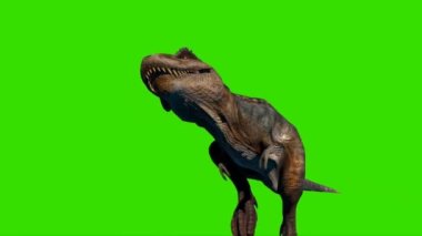 Tyrannosaurus rex Yeşil Ekranda Yürüyor