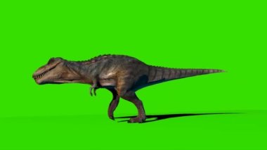 Tyrannosaurus rex Yeşil Ekranda Yürüyor