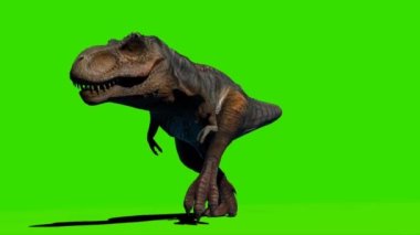 Tyrannosaurus rex Yeşil Ekranda Yürüyor