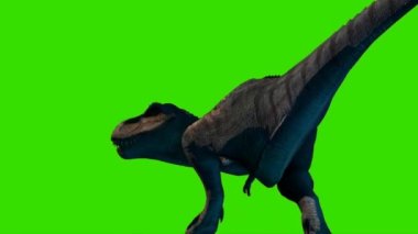 Tyrannosaurus rex Yeşil Ekranda Yürüyor