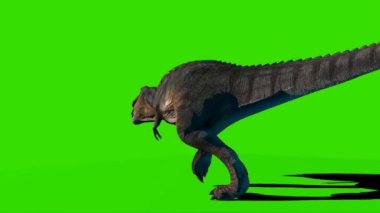 Tyrannosaurus rex Yeşil Ekranda Yürüyor