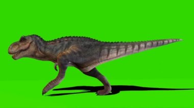 Tyrannosaurus rex Yeşil Ekranda Yürüyor