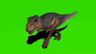 Tyrannosaurus rex Yeşil Ekranda Yürüyor