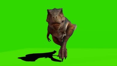 Tyrannosaurus rex Yeşil Ekranda Yürüyor