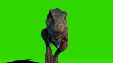 Tyrannosaurus rex Yeşil Ekranda Yürüyor