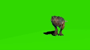 Tyrannosaurus rex Yeşil Ekranda Yürüyor